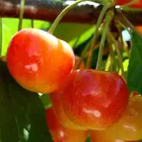 Черешня