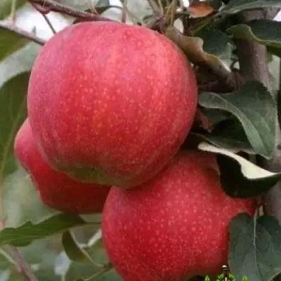 Яблоня ГАЛА ШНИГА в Фаниполе