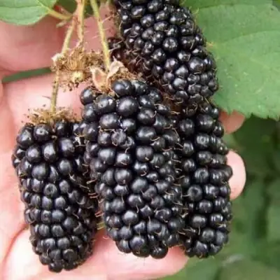 Ежевика ЛОХ НЕСС бесшипная  в Фаниполе