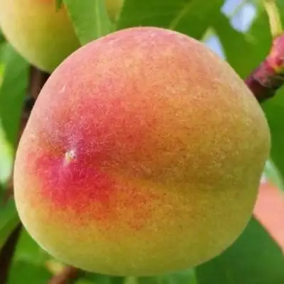 Персик ВЕТЕРАН в Фаниполе