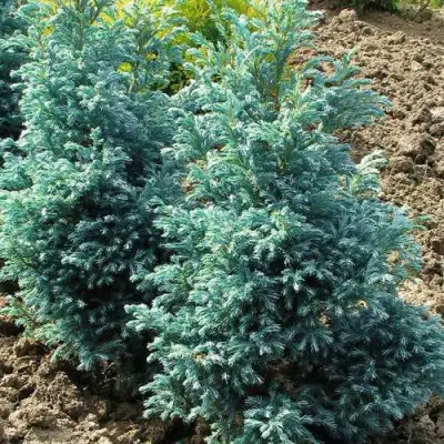 Кипарисовик БУЛЕВАРД горохоплодный в Фаниполе