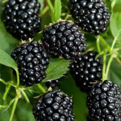 Ежевика КИТАНИНИ бесшипная  в Фаниполе