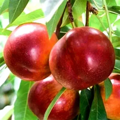 Нектарин СТАРК РЕД ГОЛД в Фаниполе