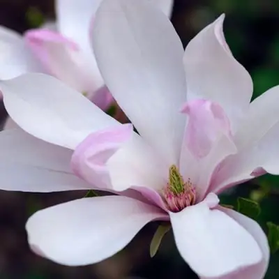 Магнолия ПИНКИ в Фаниполе