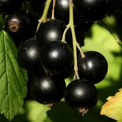 Смородина черная КЛУССОНОВСКАЯ в Фаниполе