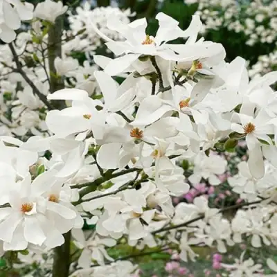 Магнолия ЛЕБНЕРА МЕРРИЛЛ в Фаниполе