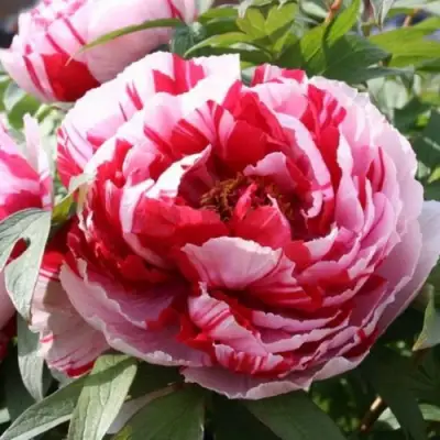 Пион РЕД ВИЗ ПИНК древовидный в Фаниполе