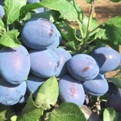 Слива ГИЛЬБЕРТ в Фаниполе