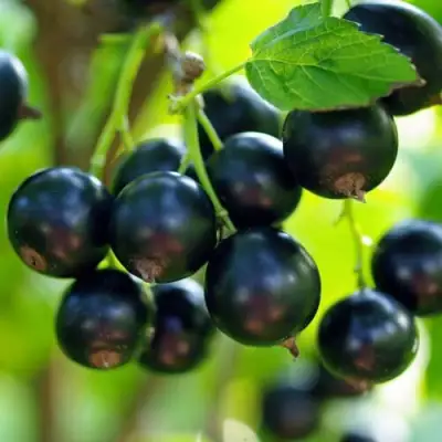 Смородина чёрная ВЕЛОЙ (ЛЕНИНГРАДСКАЯ СЛАДКАЯ) в Фаниполе