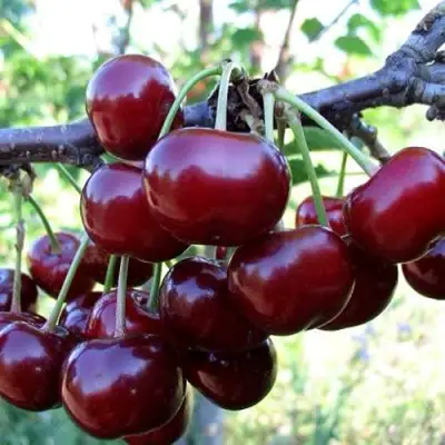 Дюк ЖИВИЦА (ЧЕРЕВИШНЯ) в Фаниполе