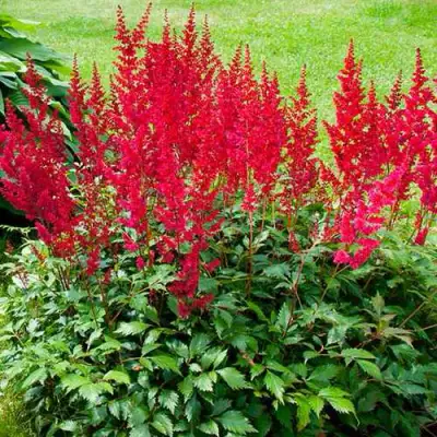 Астильба КОБЛЕНЦ японская в Фаниполе