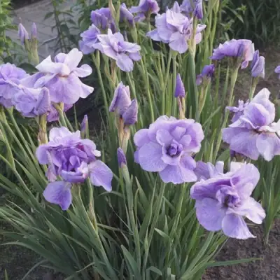 Ирис ИМПЕРИАЛ ОПАЛ сибирский в Фаниполе