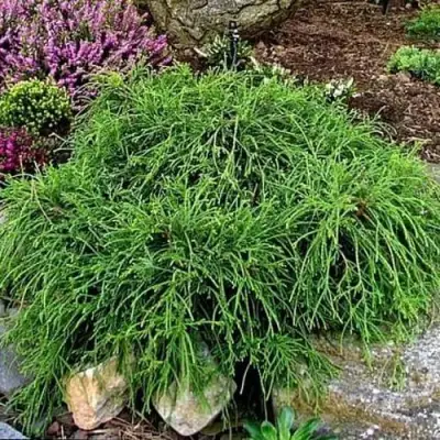 Кипарисовик ФИЛИФЕРА НАНА горохоплодный  в Фаниполе