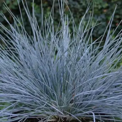 Овсяница АЙСФОГЕЛЬ сизая в Фаниполе