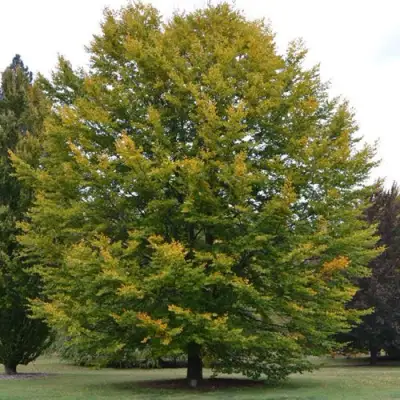 Бук лесной в Фаниполе