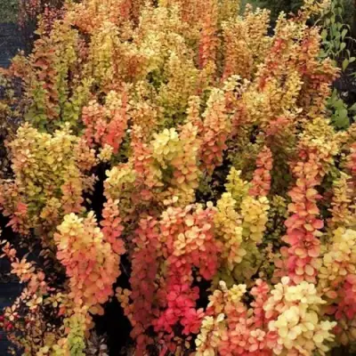 Барбарис САММЕР САНСЕТ тунберга в Фаниполе