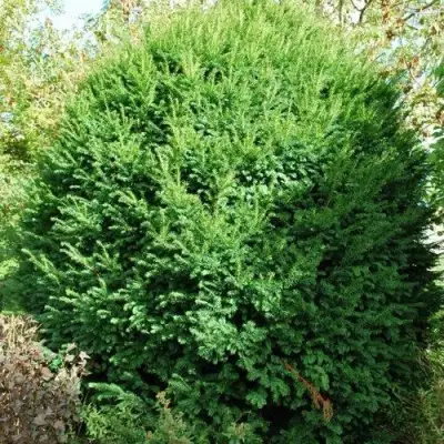 Тис РЕПАНДЕНС ягодный в Фаниполе