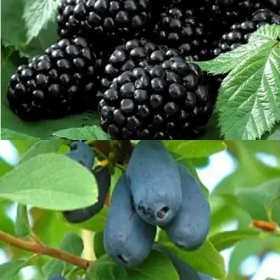 Комплект ЯГОДНЫЙ ДУЭТ в Фаниполе