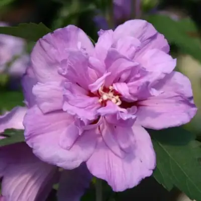 Гибискус АРДЕНС сирийский в Фаниполе