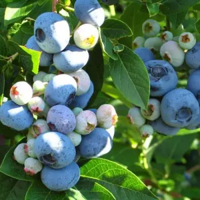 Голубика ДАРРОУ в Фаниполе