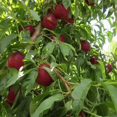 Нектарин ЭКСТРИМ БЬЮТИ в Фаниполе