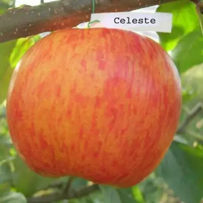 Яблоня ЦЕЛЕСТЕ в Фаниполе