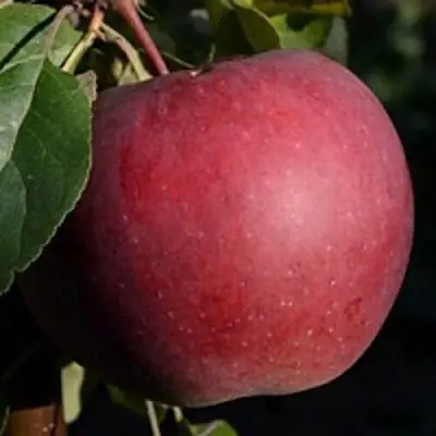 Яблоня БЕЛОРУССКОЕ СЛАДКОЕ в Фаниполе