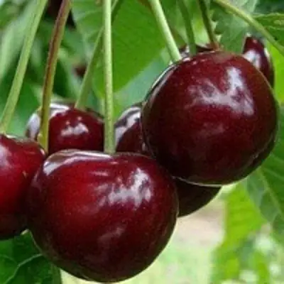 Вишня МИЛАВИЦА в Фаниполе