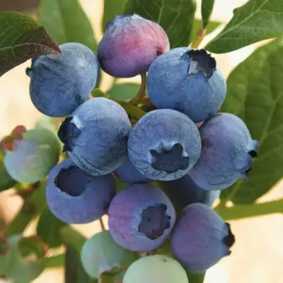 Голубика ОСОРНО в Фаниполе