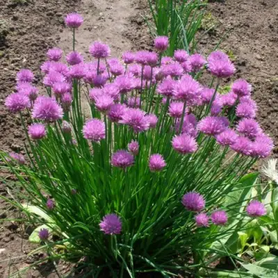 Лук-шнитт в Фаниполе