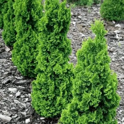 Туя ЗМАТЛИК западная в Фаниполе