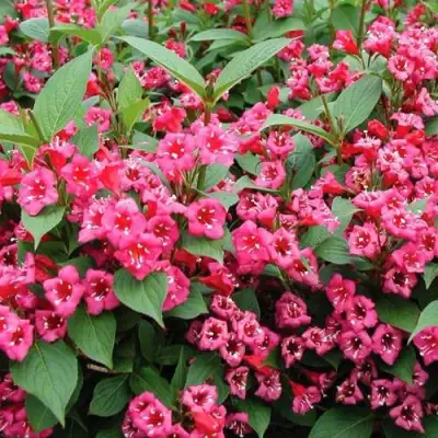 Вейгела БРИСТОЛЬ РУБИ в Фаниполе