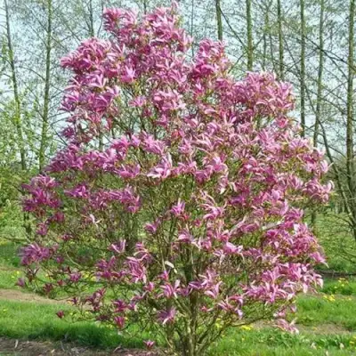 Магнолия СЬЮЗАН в Фаниполе