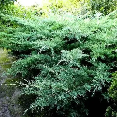 Можжевельник ПФИТЦЕРИАНА ГЛАУКА  средний в Фаниполе