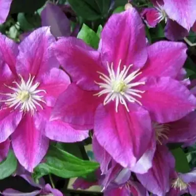 Клематис ХАНИЯ в Фаниполе