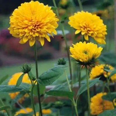 Подсолнечник СОЛЕЙЛ ДЕ ОР в Фаниполе