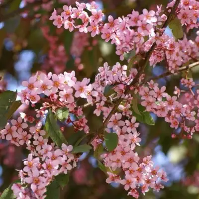 Черемуха КОЛОРАТА в Фаниполе