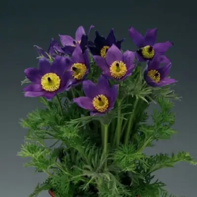 Прострел ПИНВИЛ БЛЮ ШЕЙДЕС в Фаниполе