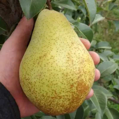 Груша ГЕНЕРАЛ ЛЕКЛЕРК в Фаниполе