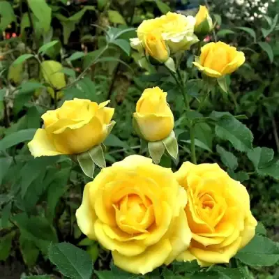 Роза САН СИТИ спрей в Фаниполе