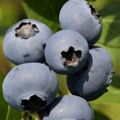 Голубика ЧАНДЛЕР в Фаниполе