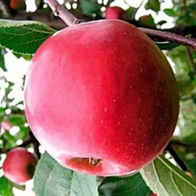 Яблоня КОВАЛЕНКОВСКОЕ в Фаниполе