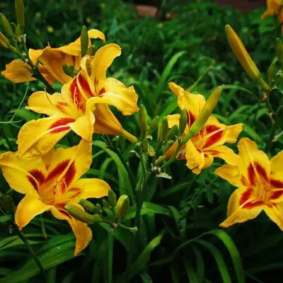 Лилейник БОНАНЗА гибридный в Фаниполе