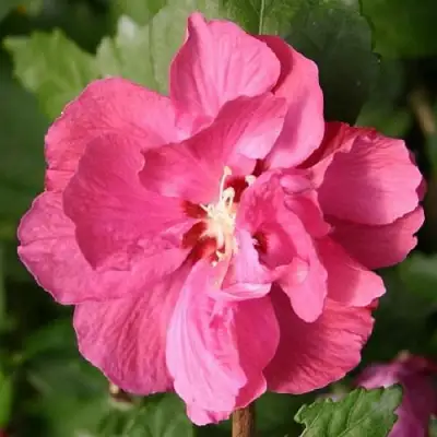 Гибискус ДЮК ДЕ БРАБАНТ сирийский  в Фаниполе