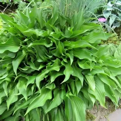 Хоста ГАРРИ ВАН ТРИЕР в Фаниполе