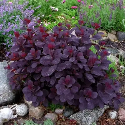 Скумпия РОЯЛ ПЕРПЛ кожевенная в Фаниполе