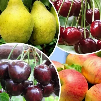 Комплект НАСЛАЖДЕНИЕ в Фаниполе