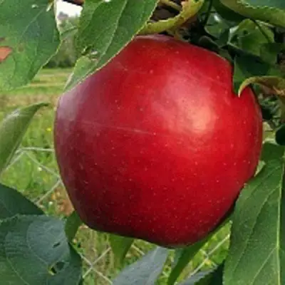 Яблоня РЕДФРИ в Фаниполе