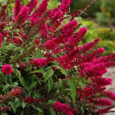 Буддлея давида РОЯЛ РЕД в Фаниполе