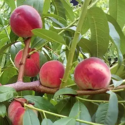 Персик КИЕВСКИЙ РАННИЙ в Фаниполе